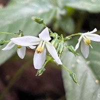 Championia reticulata Gardner